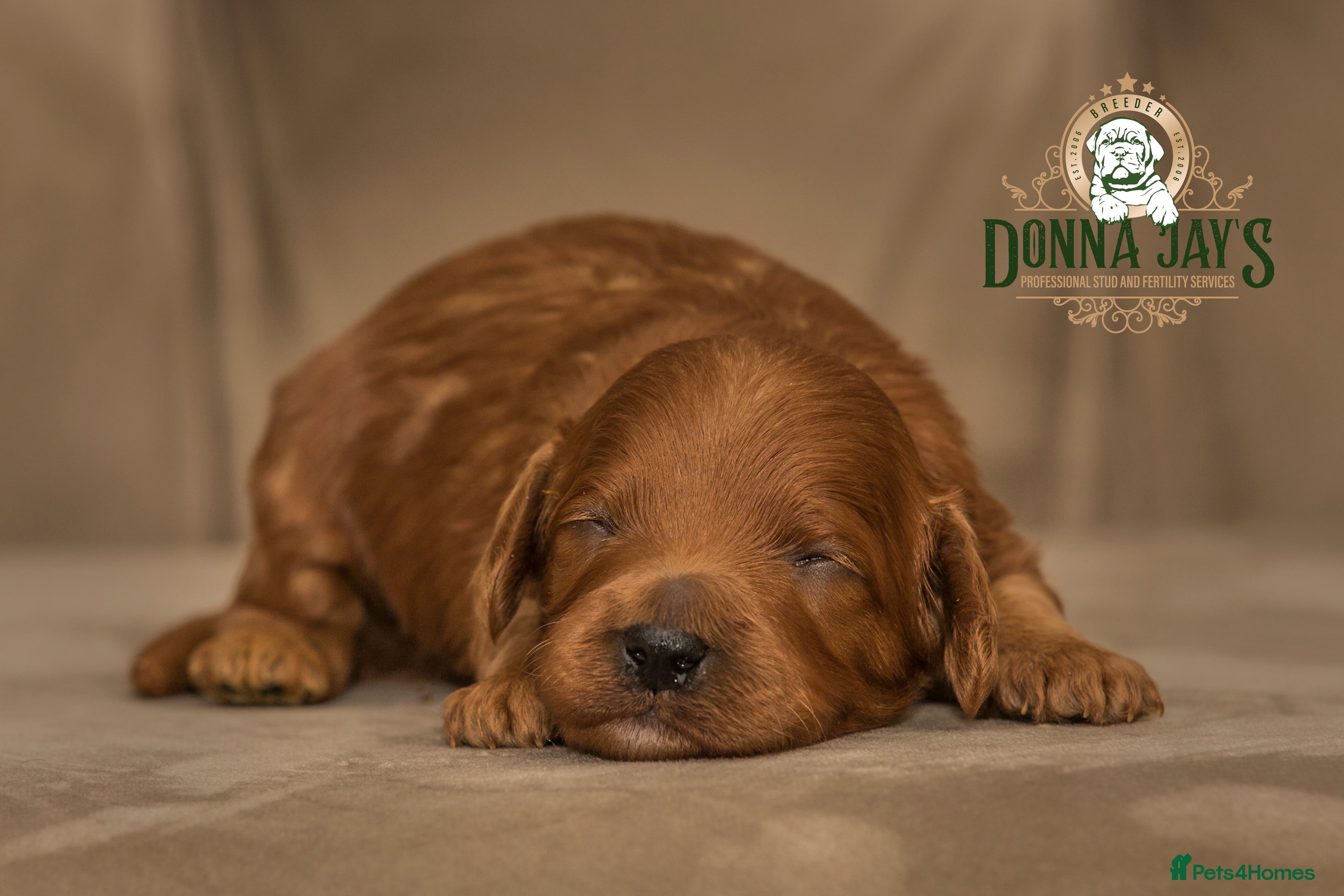 Cavapoo dogs Donna Jays Celebrity K9s only 1 deep red boy  - Advert 10