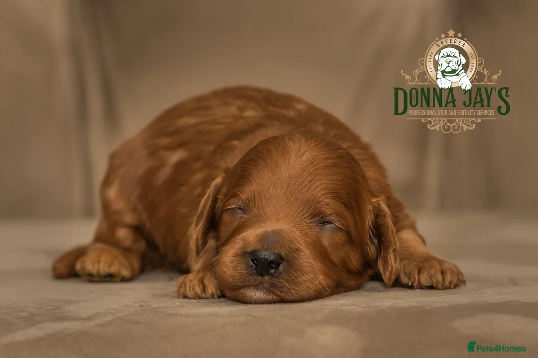 Cavapoo dogs for sale: Donna Jays Celebrity K9s only 1 deep red boy  - Advert 1