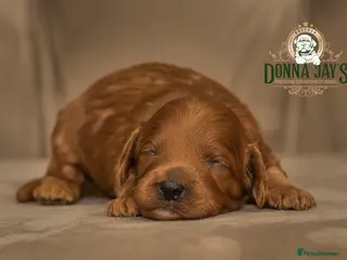 Cavapoo dogs Donna Jays Celebrity K9s only 1 deep red boy - Advert 1