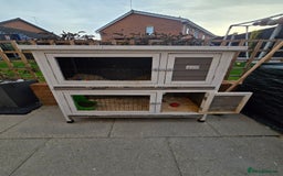 Mini Lop rabbits for sale: Mini lop rabbits  - Image 4