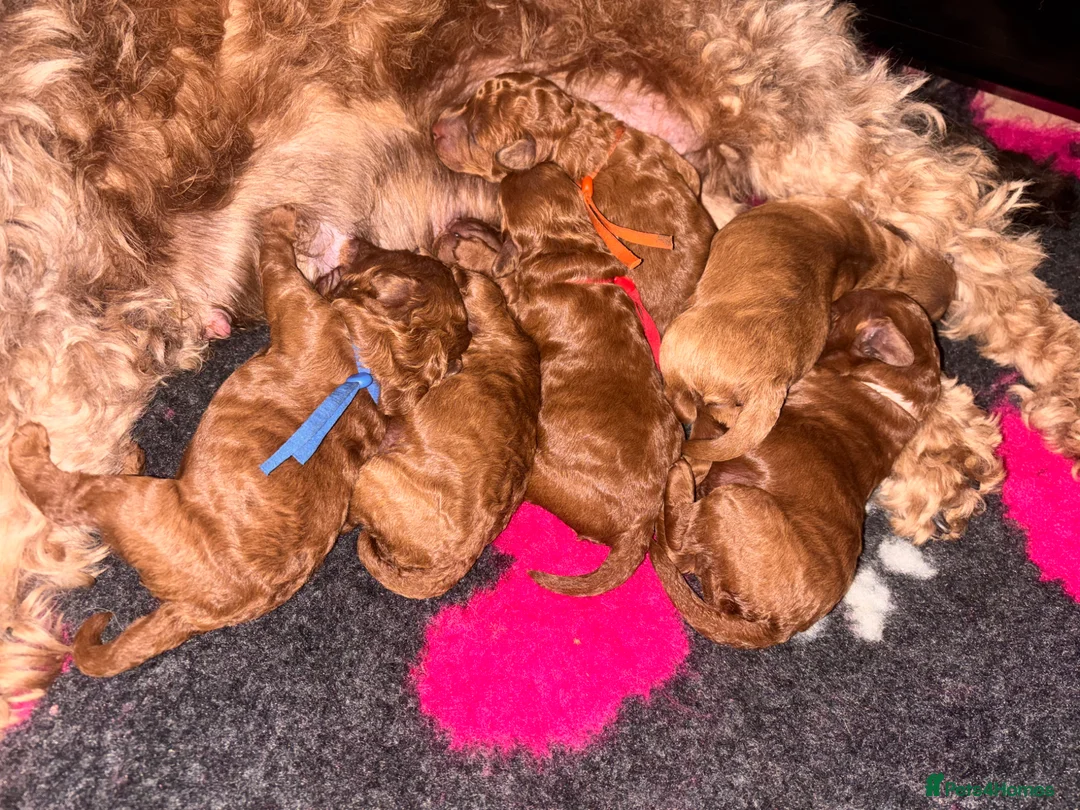 Cockapoo dogs for sale: 6 beautiful F1B cockapoo’s for sale  in Glossop - Advert 6