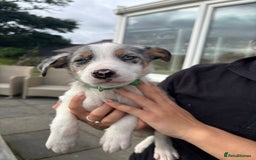 Border Collie dogs for sale: Ready to go! Beautiful Border Collie pup in Haverfordwest - Image 13