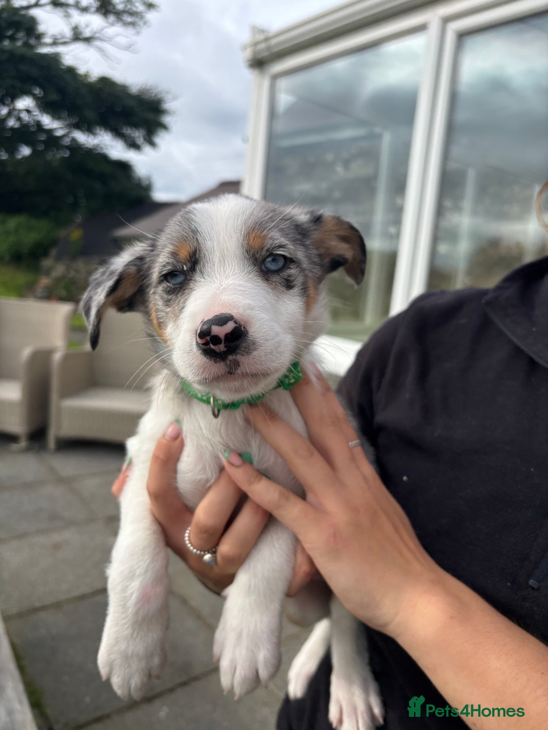 Border Collie dogs for sale: Ready to go! Beautiful Border Collie pup in Haverfordwest - Image 13