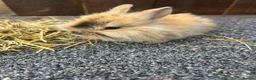 Mixed Breed rabbits for sale: Baby bunnies  - Advert 17