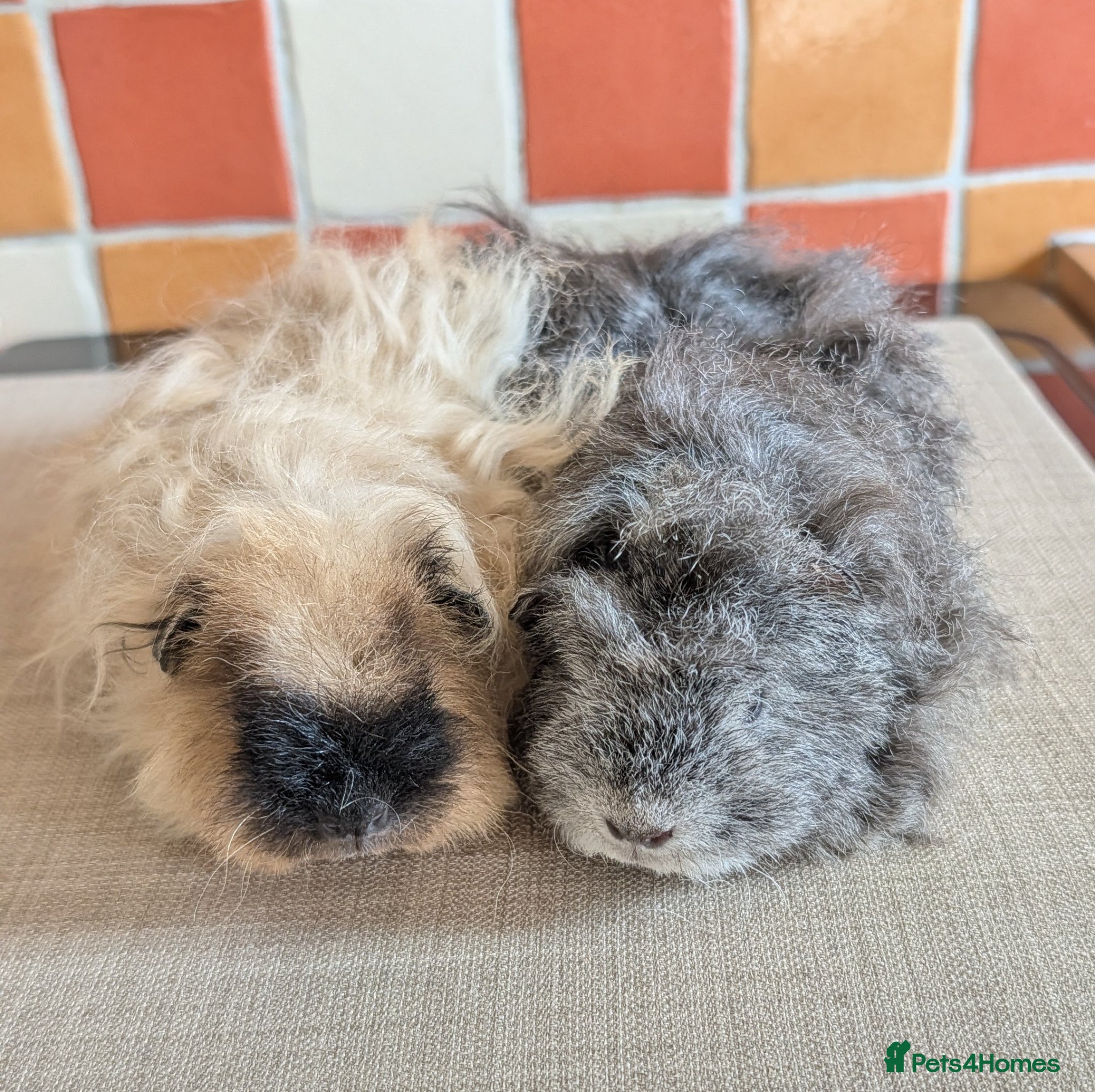 Guinea Pig rodents Gorgeous Texel sows - Advert 1