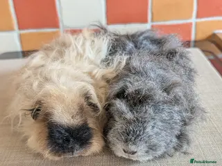 Guinea Pig rodents Gorgeous Texel sows - Advert 1