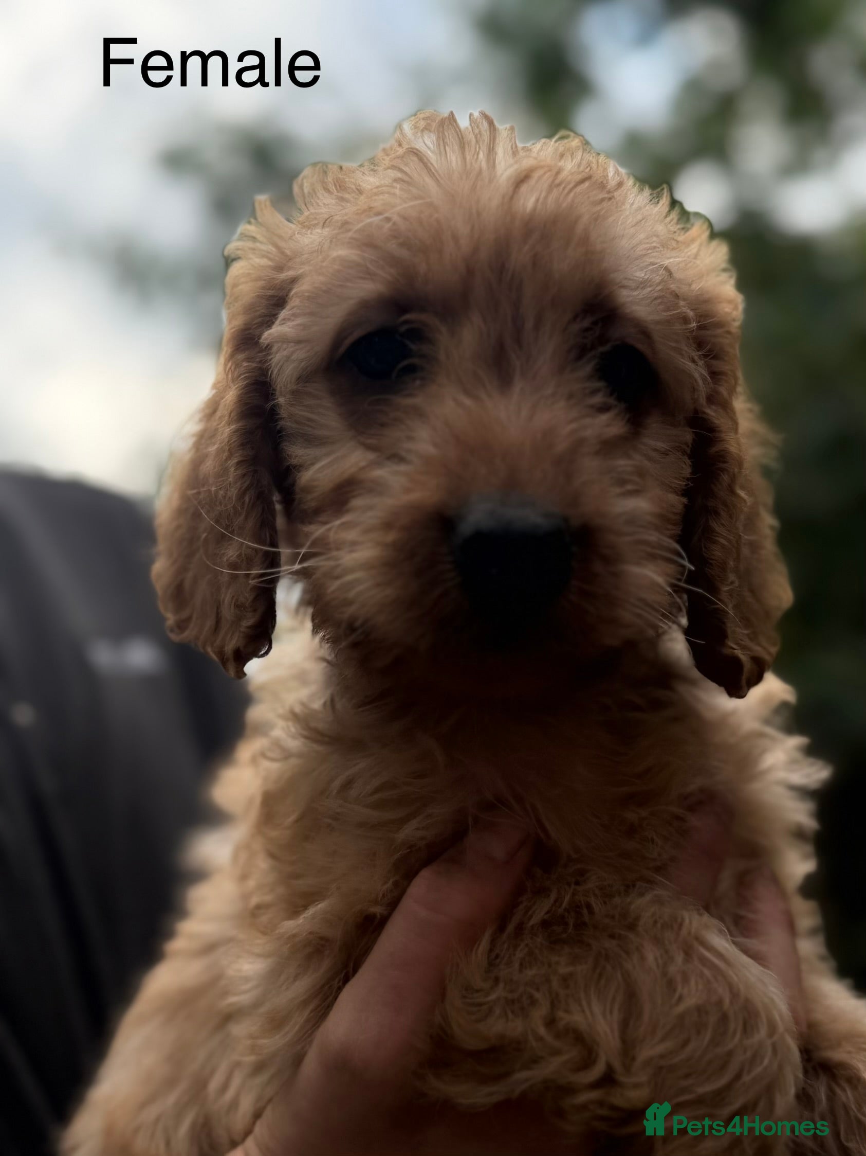 Labradoodle dogs Beautiful F1 Mini Labradoodle Puppies  - Advert 2