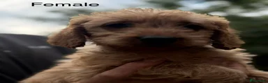 Labradoodle Puppy 8