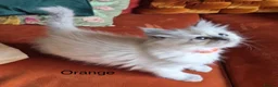 Ragdoll cats for sale: Grey Point Ragdoll Kittens - Advert 7