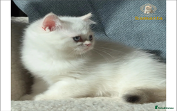 British Shorthair cats for sale: World Class Golden BSH/BLH Chinchilla, Shaded & CP - Image 28