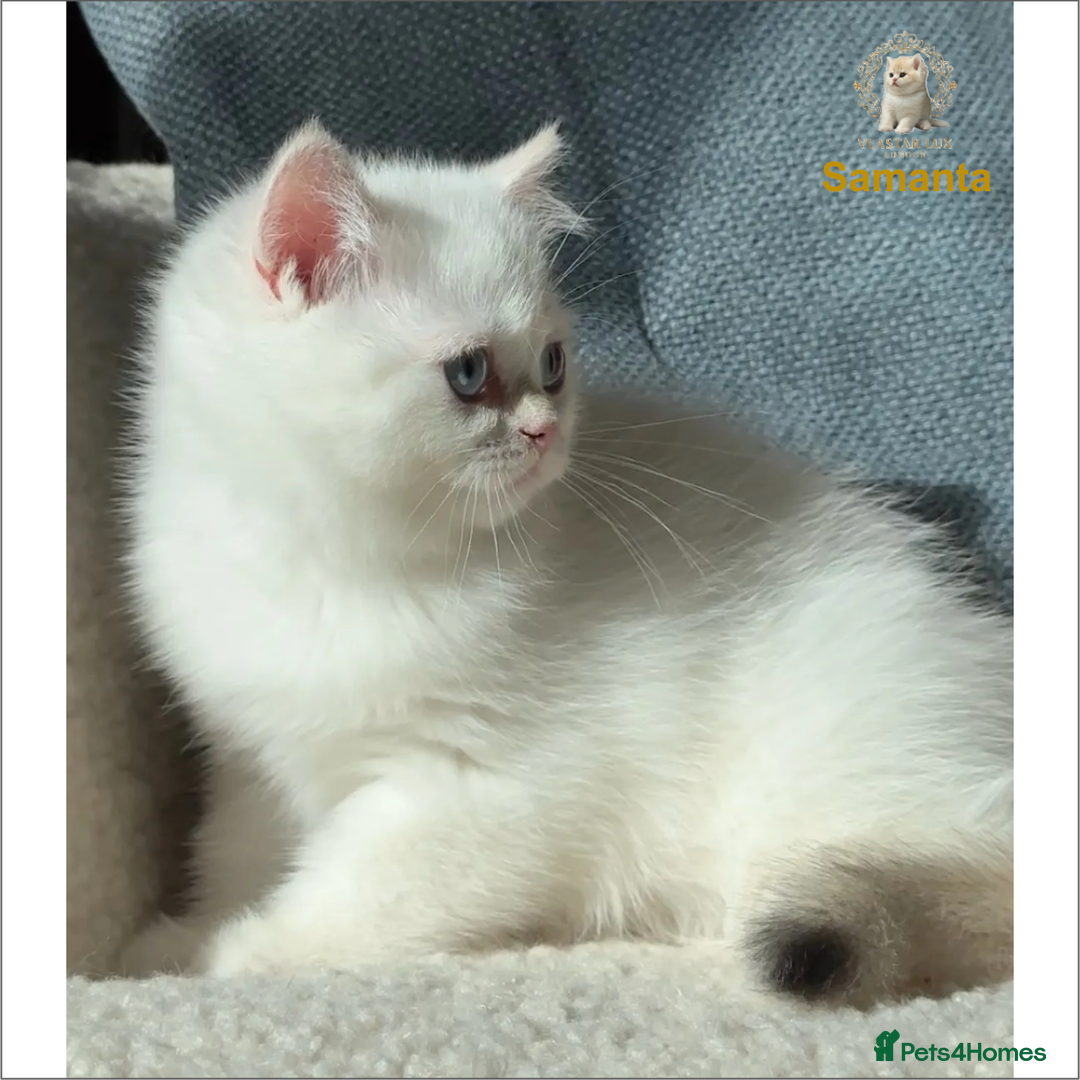 British Shorthair cats for sale: World Class Golden BSH/BLH Chinchilla, Shaded & CP - Image 28