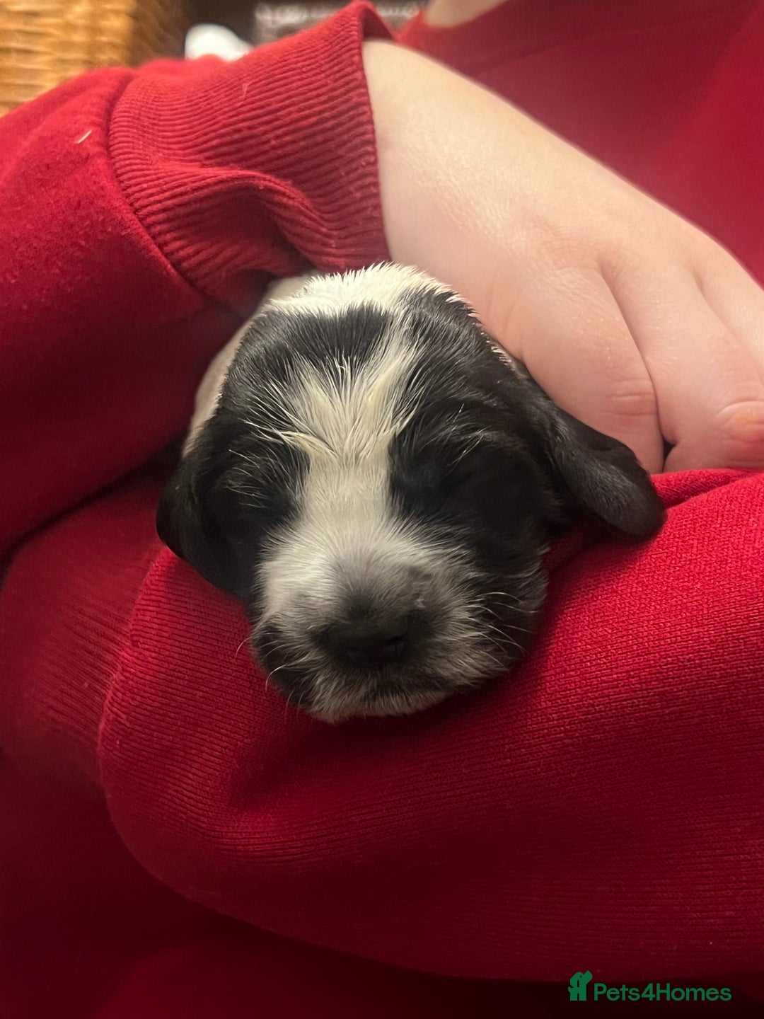 Cocker Spaniel dogs for sale: Show Cocker Spaniel Puppies - Advert 8