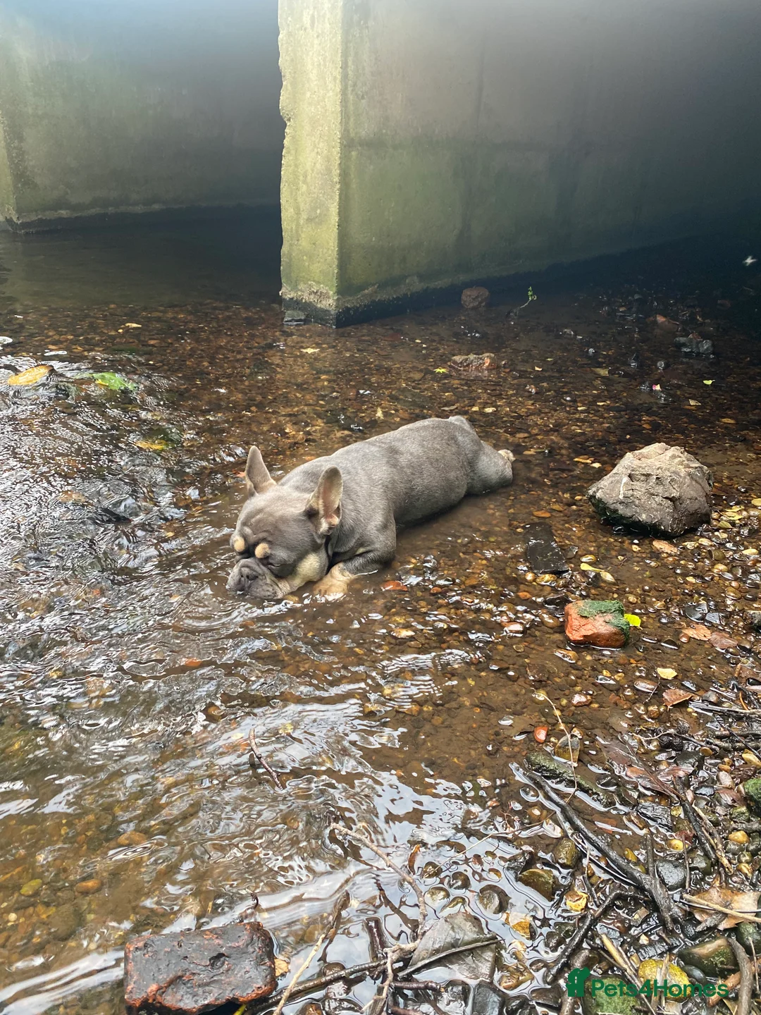 French Bulldog dogs for stud: French Bulldog to stud out in Derby - Advert 11