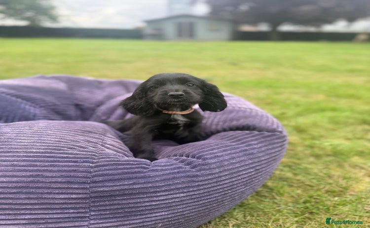 Cockapoo dogs in Leicester - Advert 1