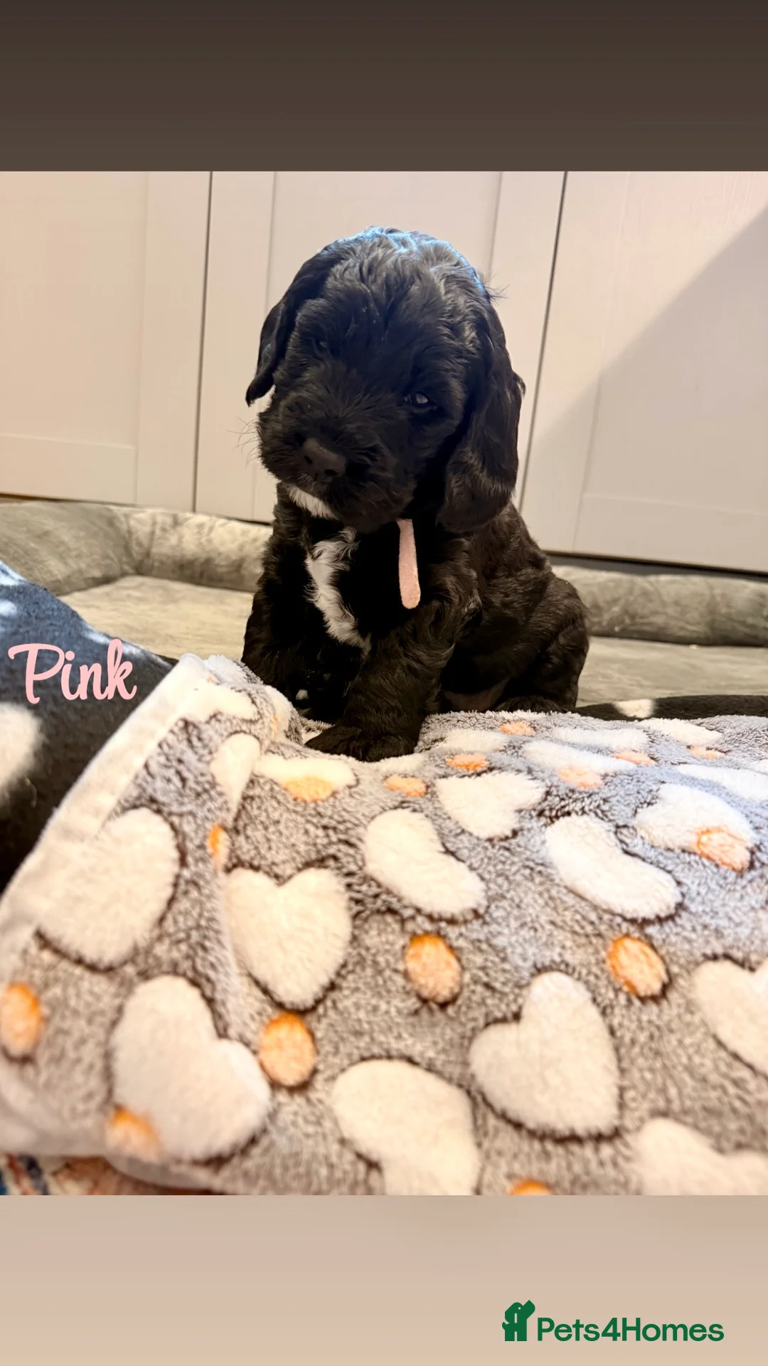 Labradoodle dogs for sale: Beautiful Labradoodle Puppies Available 🐾 - Advert 16