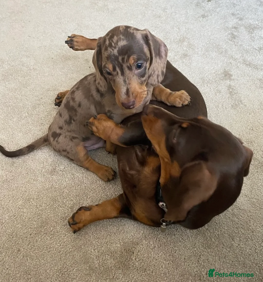 Miniature Dachshund dogs for stud: STUNNING CHOCOLATE DAPPLE FOR STUD ONLY in Benfleet - Advert 7