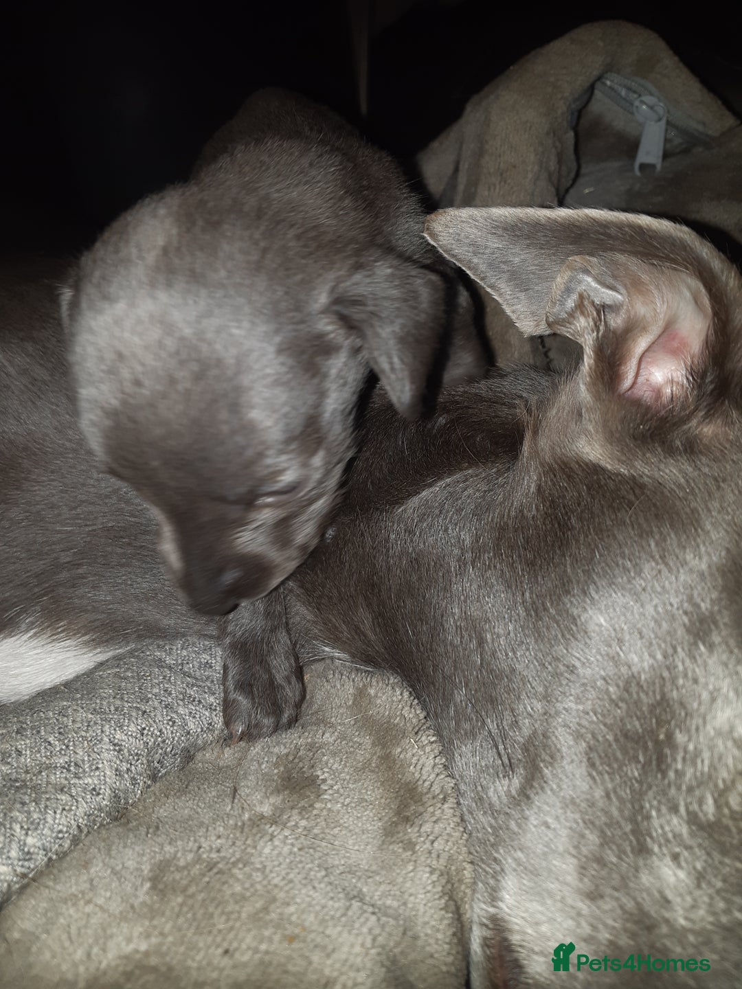 Whippet dogs for sale: Whippet Puppies - Advert 4