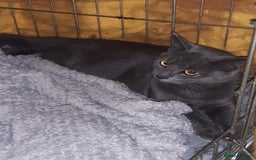 Mixed Breed cats for adoption: Lovely rescue cats for adoption - Image 1