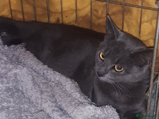 Mixed Breed cats - Advert 19