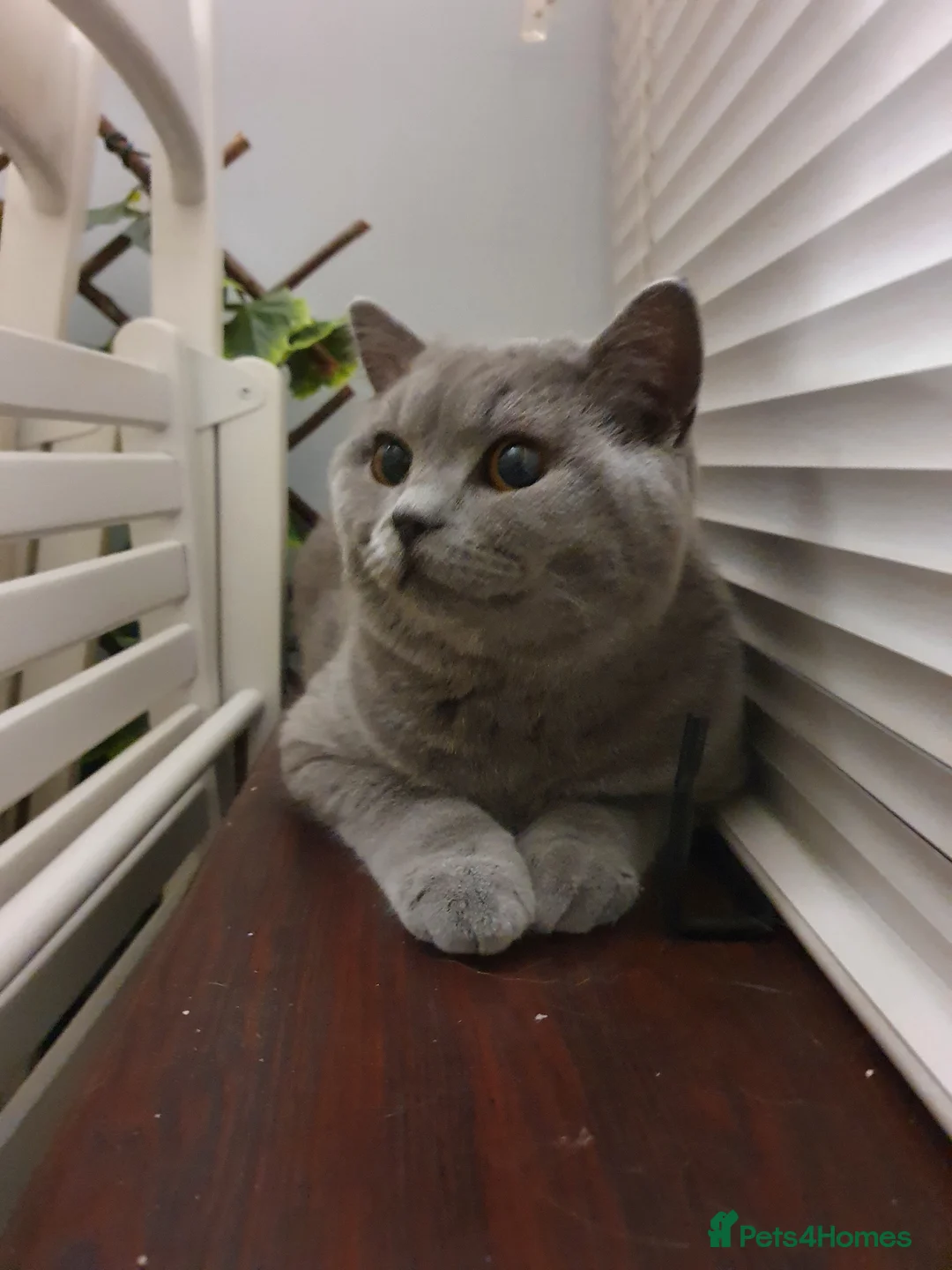 British Shorthair cats for stud: GCCF Active BLUE BOY for stud 💙 in Bexleyheath - Advert 6