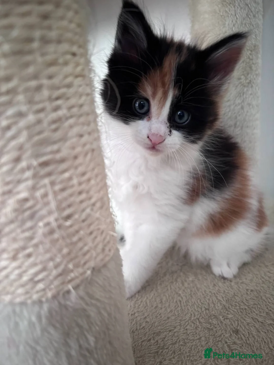 Maine Coon cats for sale: 3/4 MaineCoon - 1/4 Turkish Van kittens - Advert 4