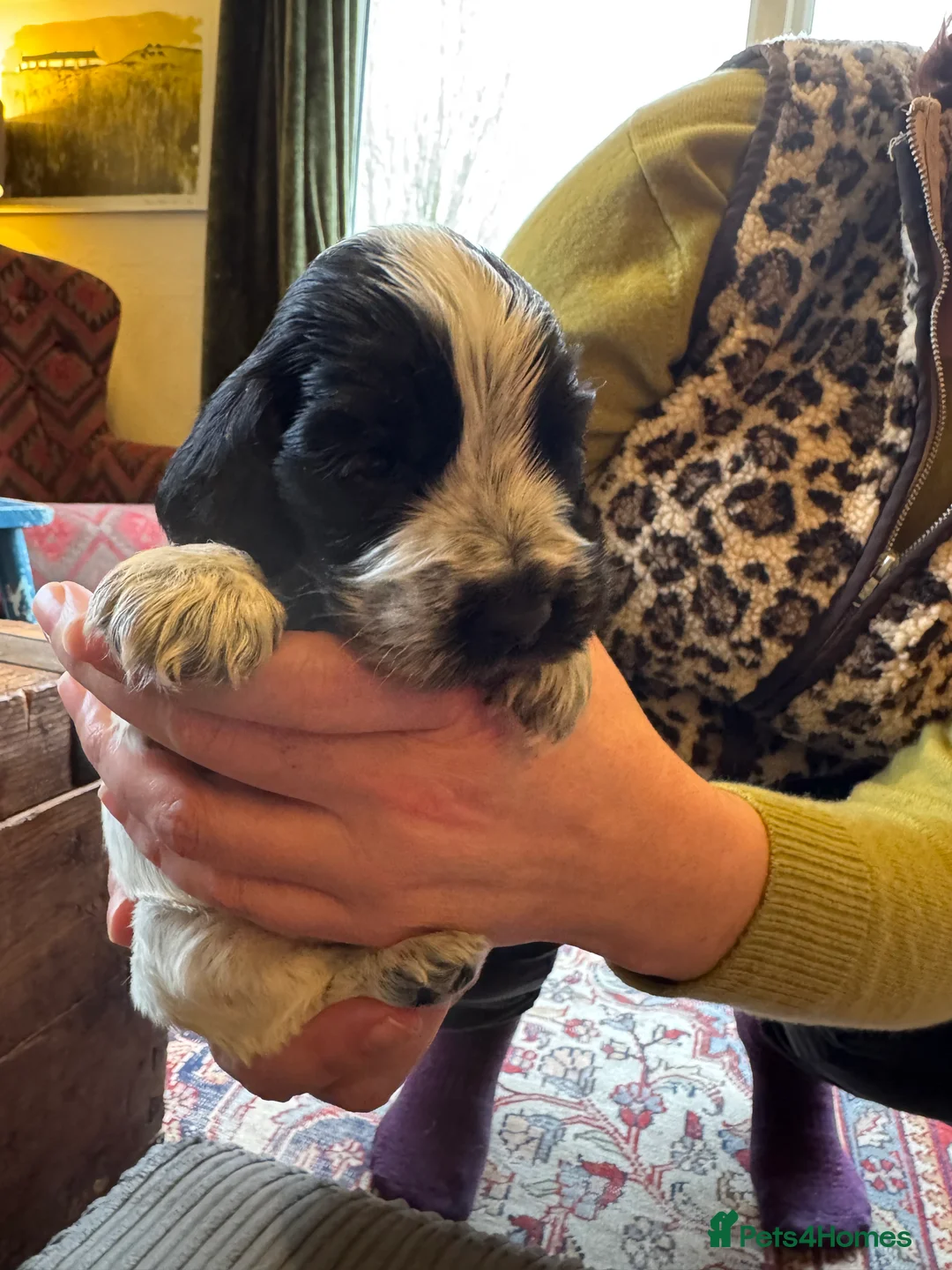 Cocker Spaniel dogs for sale: Cocker Spaniel (show type) puppies  - Advert 7