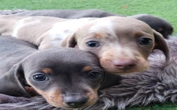 Miniature Dachshund dogs for sale: Isabella Dapple Boy left Miniature Dachshunds  - Image 8