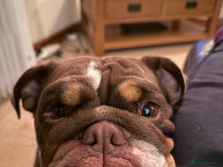 English Bulldog dogs - Advert 1