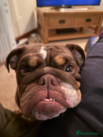 English Bulldog dogs - Advert 1