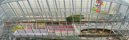 Parrots birds for sale: Indian ring neck  in Birmingham - Advert 2