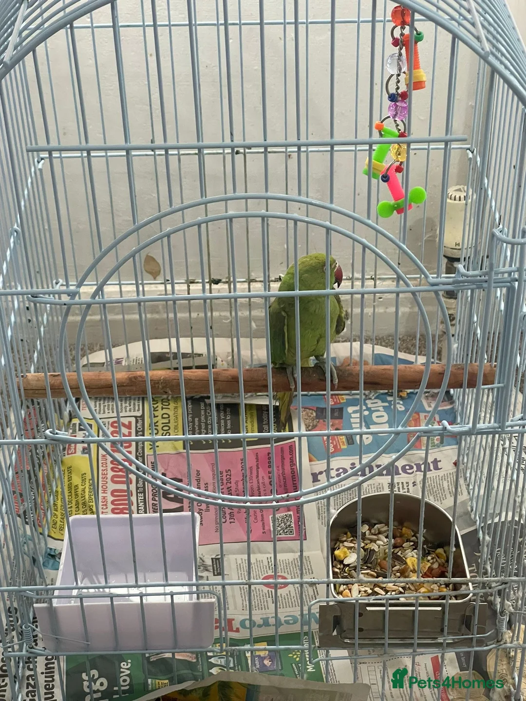 Parrots birds for sale: Indian ring neck  in Birmingham - Advert 2
