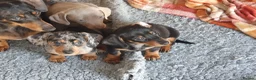 Dachshund dogs for sale: Dachshund - Advert 6