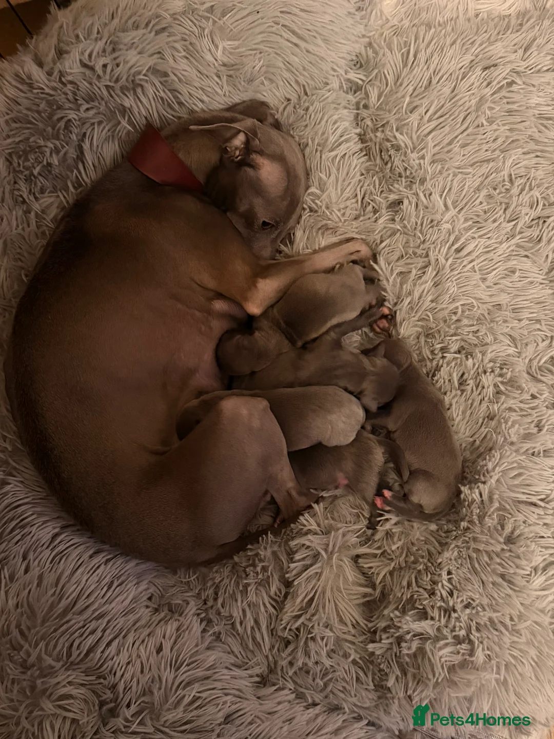 Italian Greyhound dogs for sale: Italian greyhound puppies - Advert 2