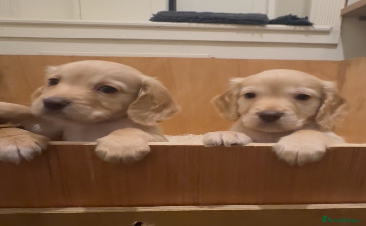 Cocker Spaniel dogs - Advert 1