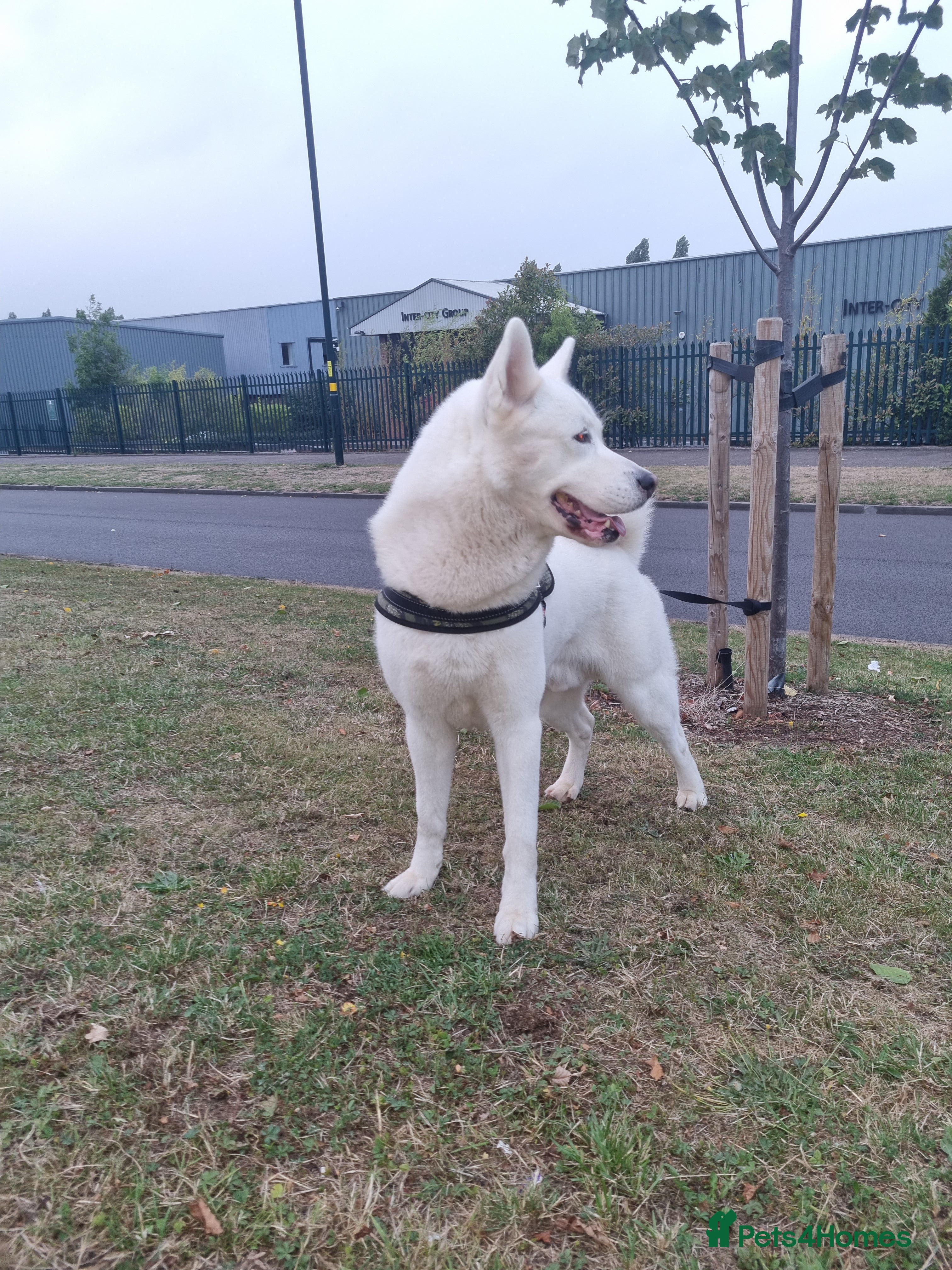 Siberian Husky dogs White Husky Proven Stud in Birmingham - Advert 2