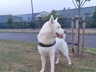 Siberian Husky dogs in Birmingham - Advert 14