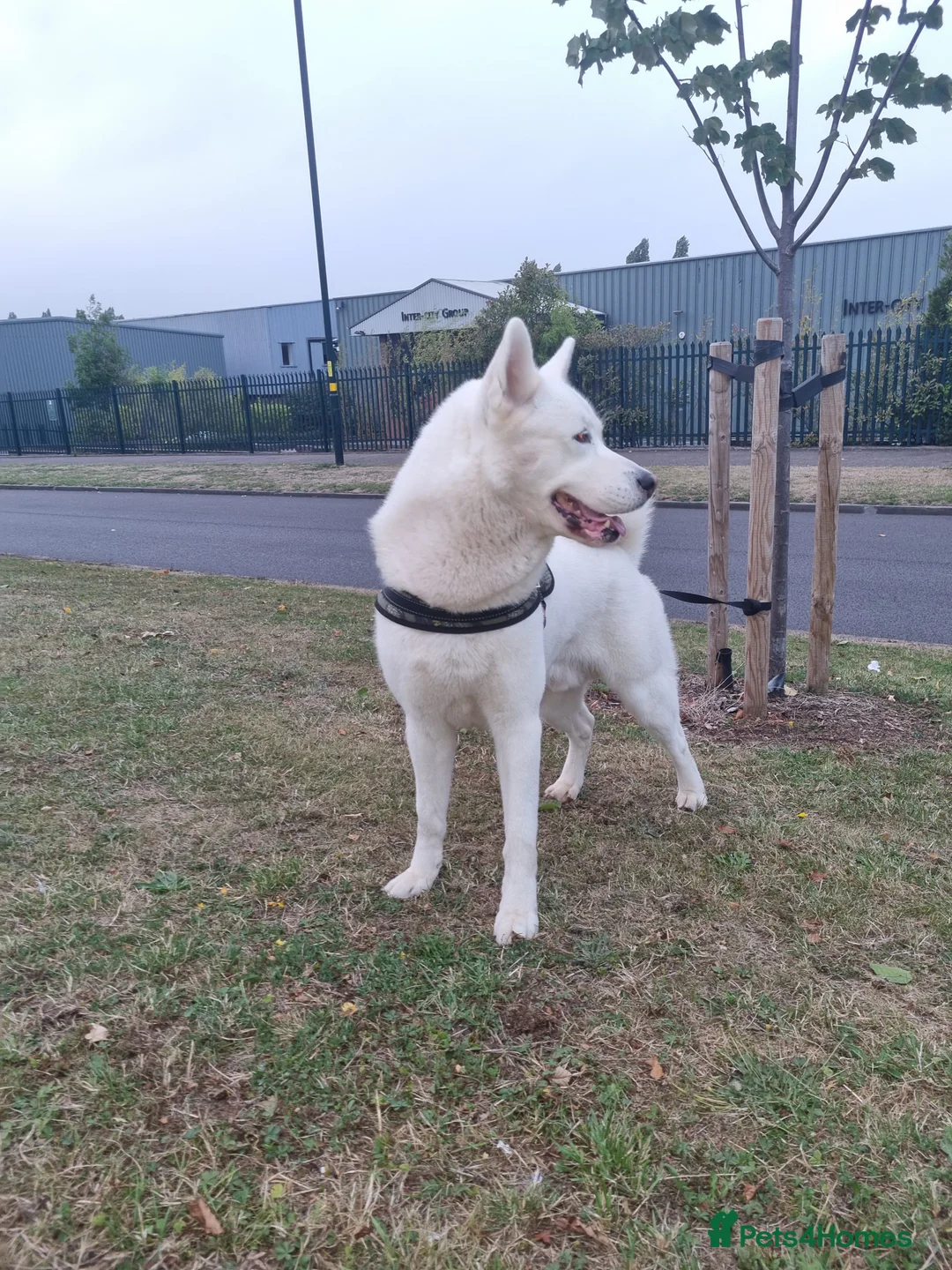 Siberian Husky dogs for stud: White Husky Proven Stud in Birmingham - Advert 1