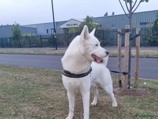 Siberian Husky dogs White Husky Proven Stud in Birmingham - Advert 9