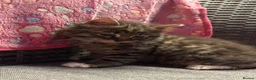 Mixed Breed cats for sale: Blue eyed fluffy babies  - Advert 39