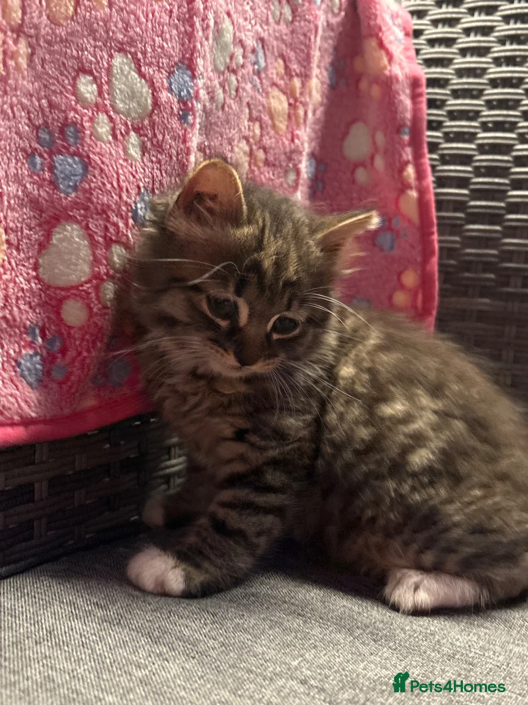 Mixed Breed cats for sale: Blue eyed fluffy babies  - Advert 39