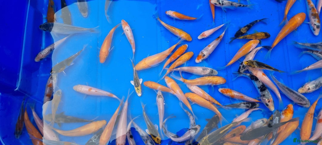 Koi Carp fish for sale: 2 to 4 inch Mixed Koi Carp Fry: young pond fish - Image 4