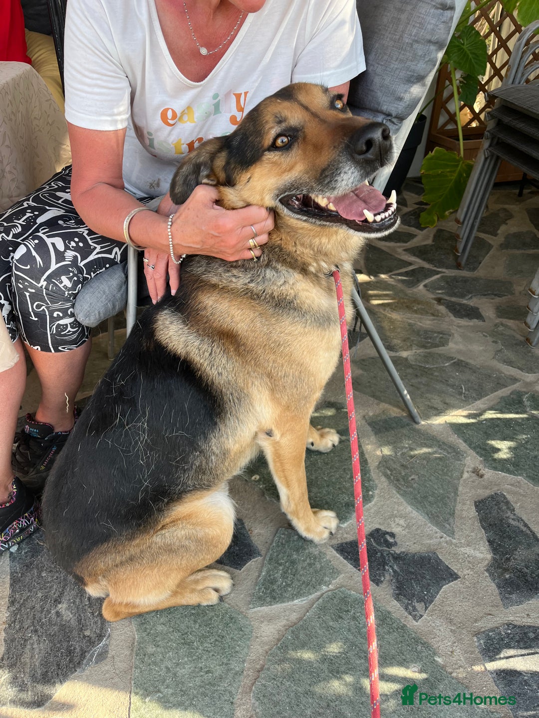 German Shepherd dogs for adoption: The sad story of Bruno - Advert 1