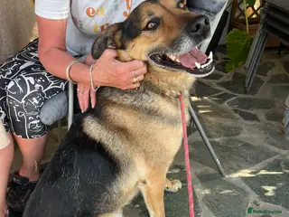 German Shepherd dogs Bruno needs a foster or forever home - Advert 1