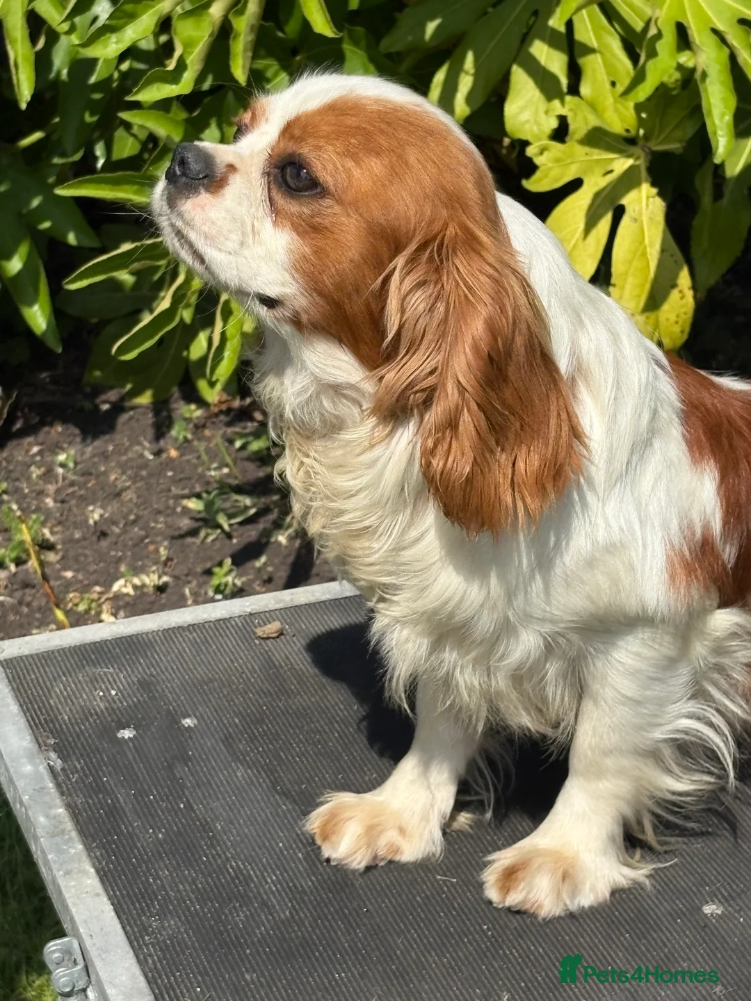 Cavalier King Charles Spaniel dogs for stud: Beautiful Blenheim cavalier stud boy  in Southport - Advert 6