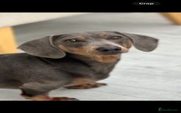 Miniature Dachshund dogs for sale: Kc reg Miniature Dachshund Puppies 🐶 💕 - Image 10