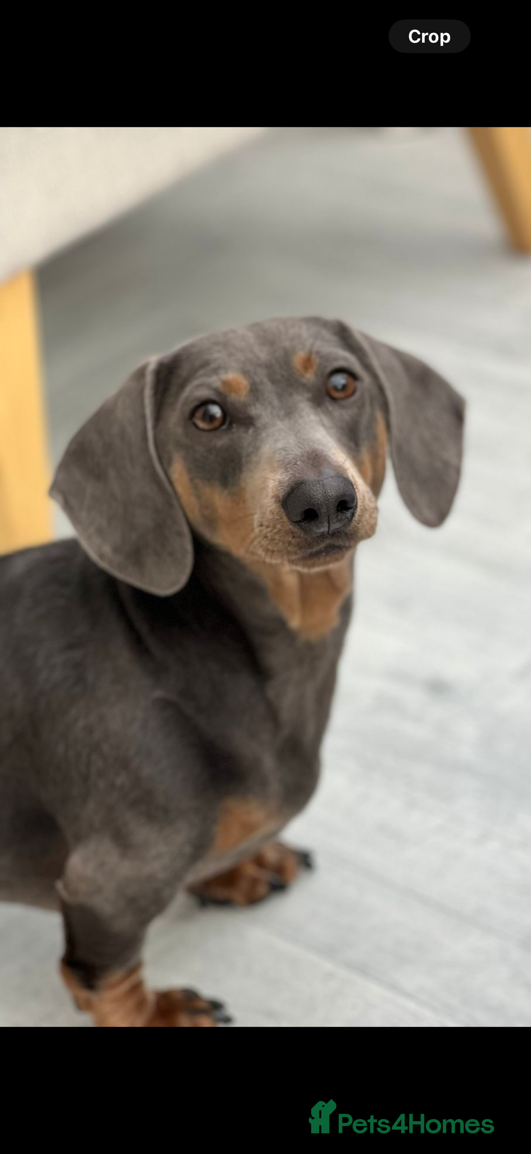 Miniature Dachshund dogs for sale: Kc reg Miniature Dachshund Puppies 🐶 💕 - Image 10
