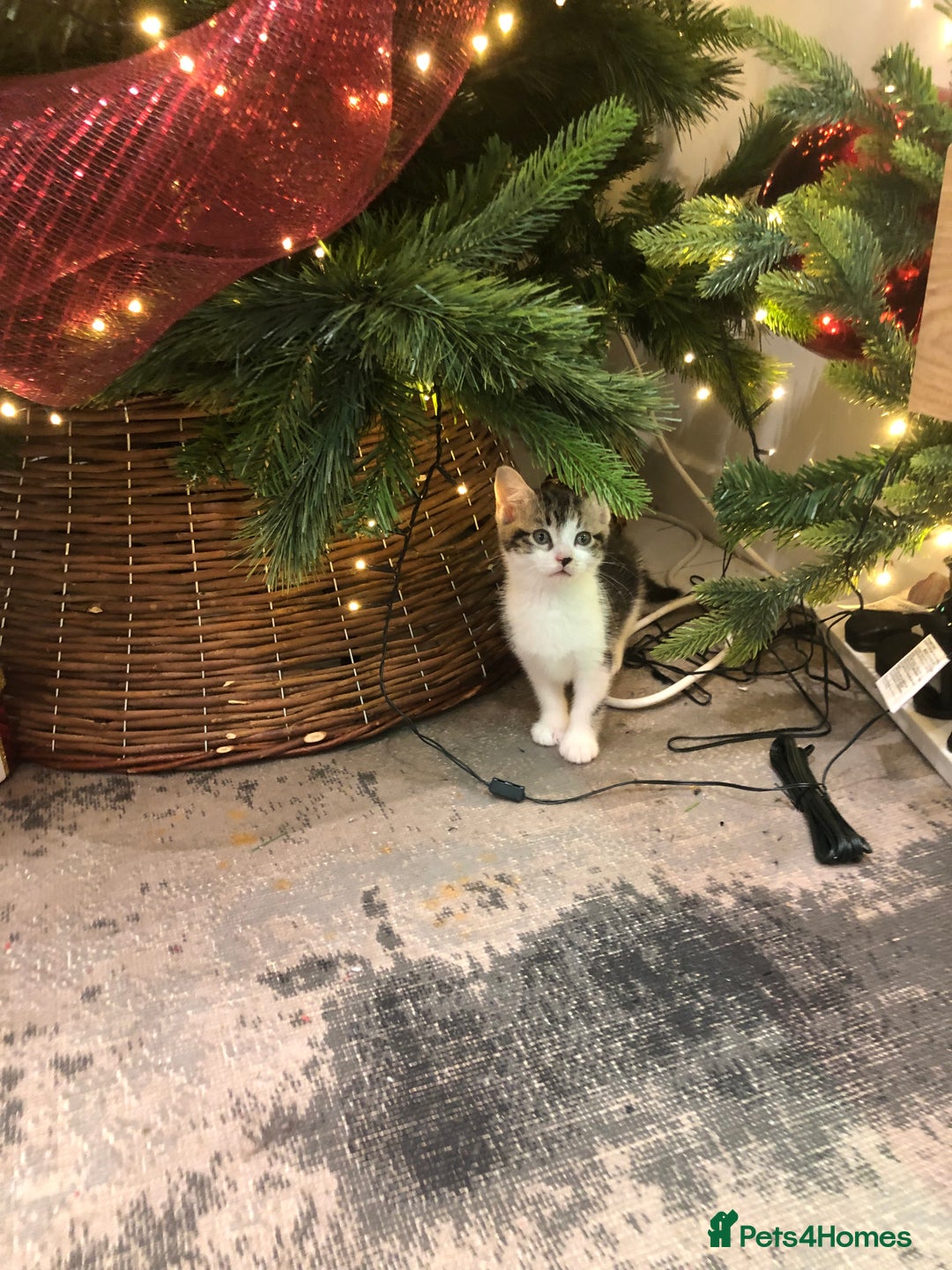 Mixed Breed cats for sale: 4 Lovely kittens for sale  - Advert 14