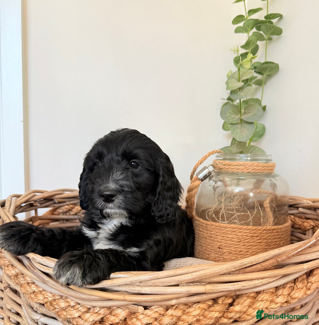 Australian Labradoodle dogs for sale: Australian labradoodle** READY TO GO** - Image 19