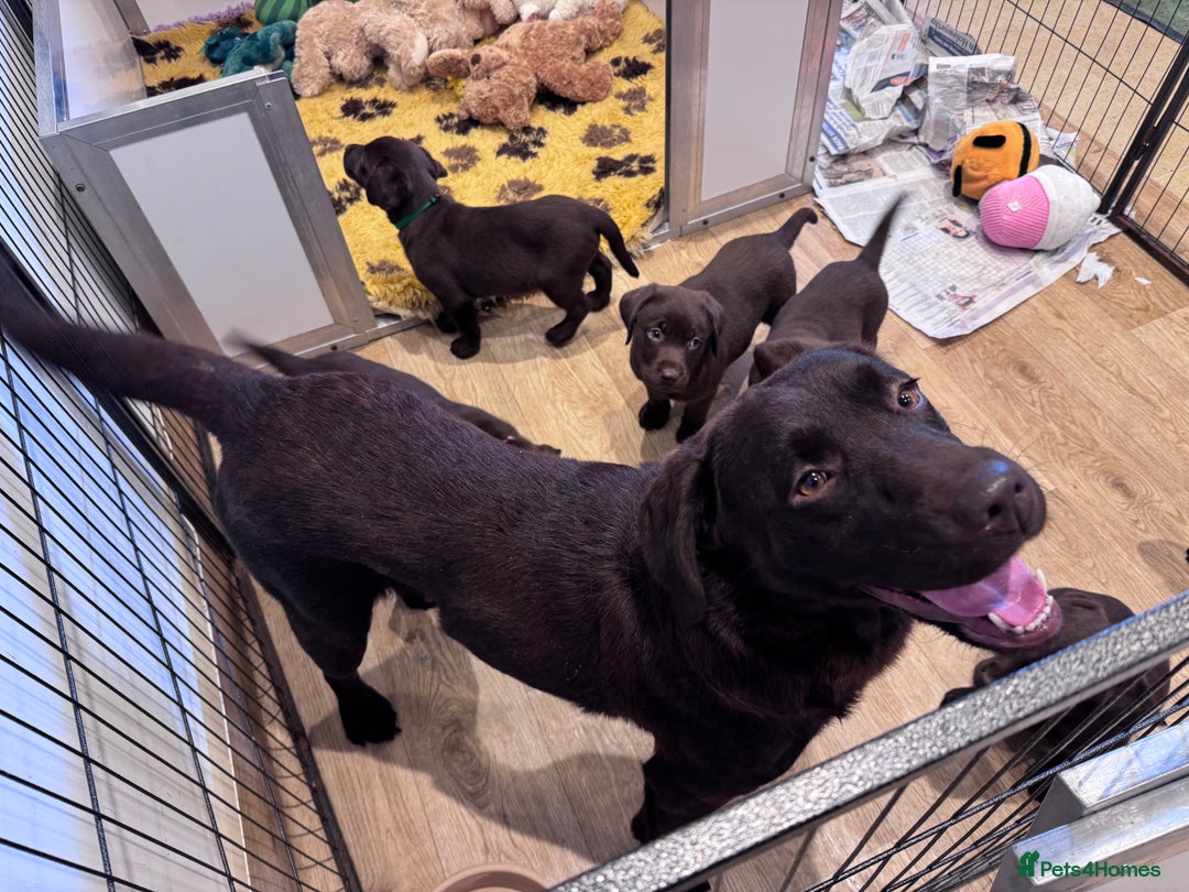 Labrador Retriever dogs for sale: Outstanding Quailty Chocolate Labrador Puppies - Advert 20