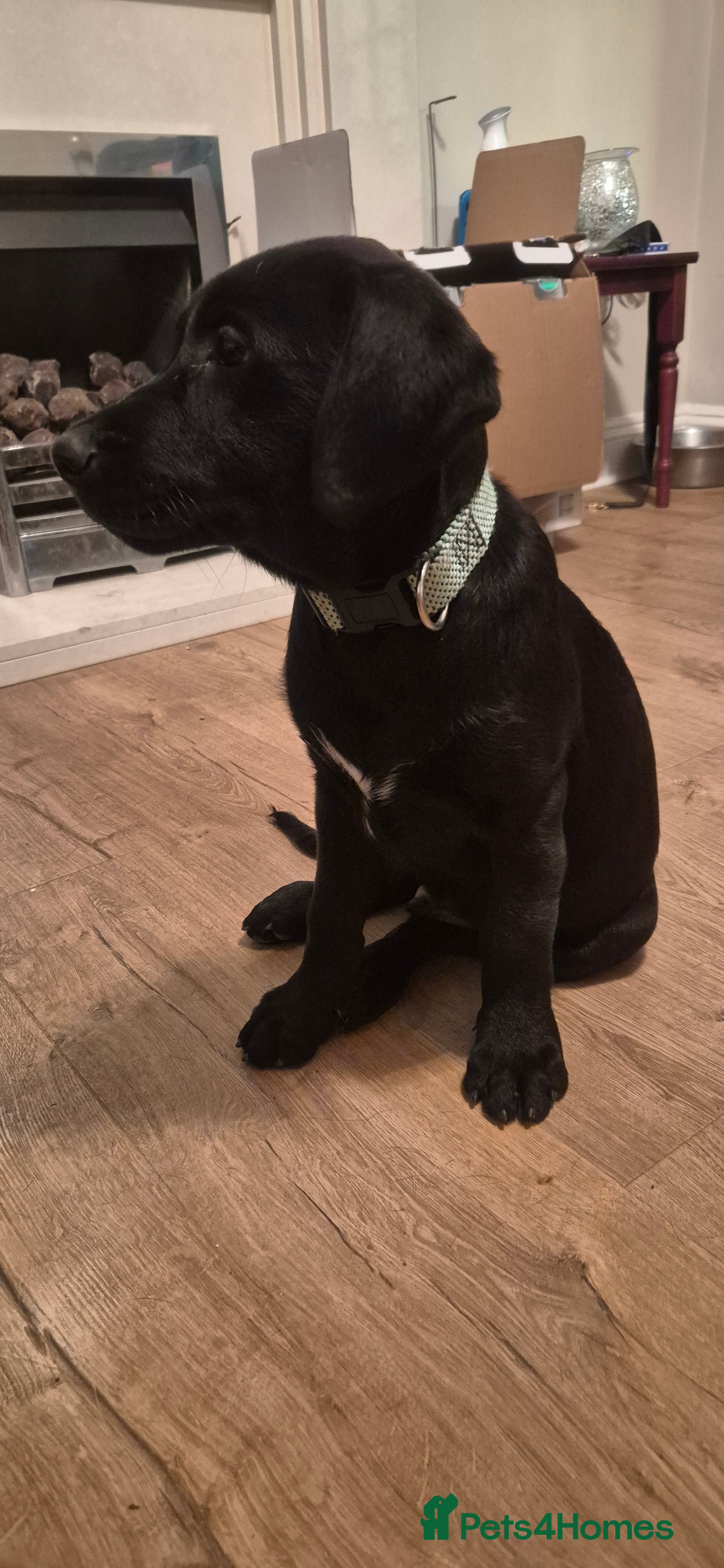 Labrador Retriever dogs 2 Labrador puppies left🐶  - Advert 1